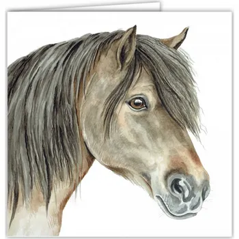 Přání v obálce Shetlandský poník, WD 16,5 x 16,5 cm (Blahopřání s obálkou s koněm, koník)