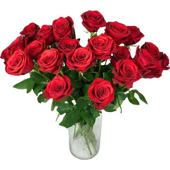 Sazenice Růže Freedom