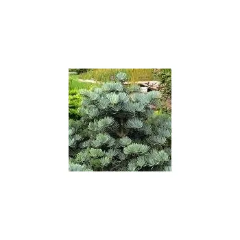 Sazenice Abies concolor Compacta 30/40 cm