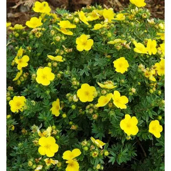 Sazenice Mochna křovitá 'KOBOLD' 10-15 cm, kont. 1,4 l