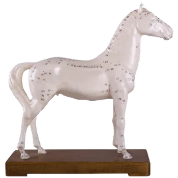 Akupunkturní model koně 24 cm Huan Qiu