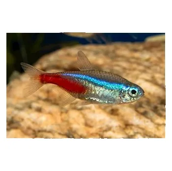 Akvaristika Tetra neonová, 3 cm