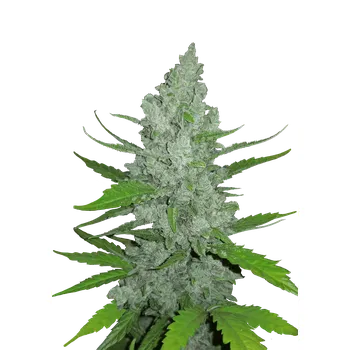 Semeno FastBuds Original Sour Diesel Auto Balení: 1ks