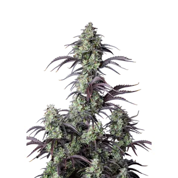 Semeno FastBuds Mimosa Cake Auto Balení: 1ks