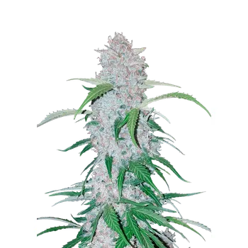 Semeno FastBuds Six Shooter Auto Balení: 3ks