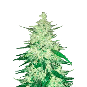 Semeno FastBuds CBD Auto 1:1 Balení: 1ks