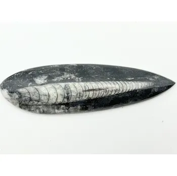 Přírodní kámen Magieprirody.cz Fosilie Orthoceras 145 mm (Maroko) #K721