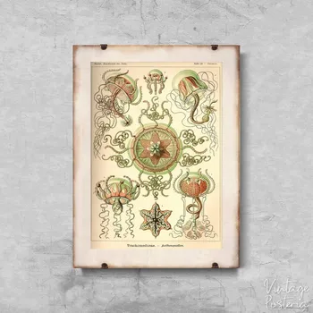 Plakát Retro plakát Retro plakát Medusa Ernst Haeckel