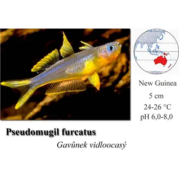 Gavůnek vidloocasý / Popondeta furcata