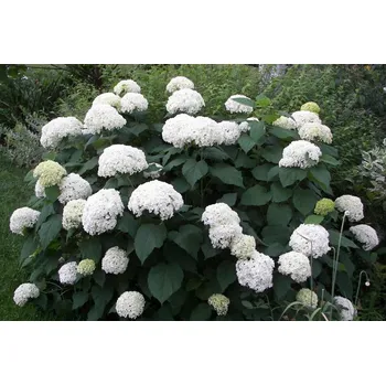 Sazenice Hydrangea Arborescens Annabelle 30/40 cm 3 l
