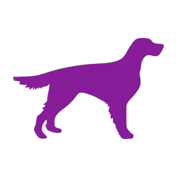 Polep vozidla SAMOLEPKA Pes 188 pravá Setr (14 - fialová) NA AUTO, NÁLEPKA, FÓLIE, POLEP, TUNING, VLASTNÍ TEXT, TISK, AUTOSAMOLEPKY.cz, POLEPY, OBRÁZEK, LOGO, SAMOLEPKY