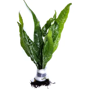 Akvarijní rostlina Microsorum pteropus - svazek
