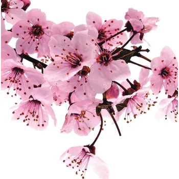 Tapeta Vliesová fototapeta na zeď Rasch 890600, Magic Walls, velikost 2,12 x 2,65 m