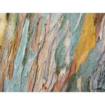 Tapeta Vliesová fototapeta na zeď Rasch 101096, Magic Walls, velikost 3,72 x 2,8 m