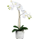 Gasper 1123081-40 orchidej v keramickém…