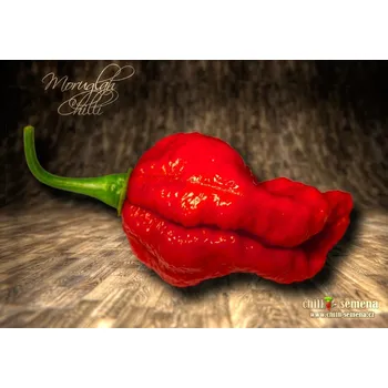 Semeno chilli-semena Moruglah Chilli