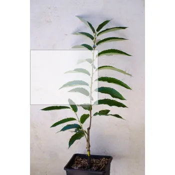 Sazenice školky Itálie jedlý kaštan ECKOR 1,-výška cca 40 -50 cm výška - 2 letý roubovanec ( dovoz Rakousko) - jedlý kaštan kořeny: kontejnerovaný