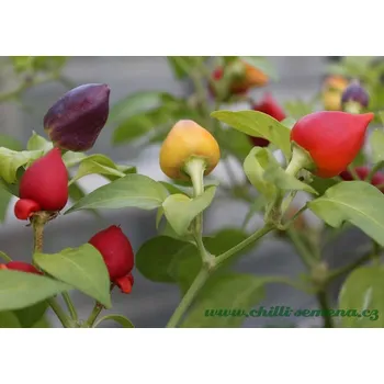 Semeno chilli-semena Tennessee Tear Drop