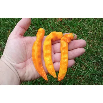 Semeno chilli-semena Aji Ahuachapau