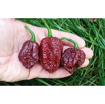 Semeno chilli-semena Naganero Chocolate