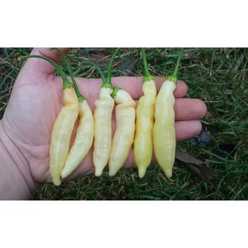 Semeno chilli-semena chilli Blondie 10 ks