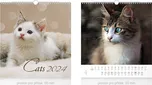 MFP Nástěnný malý kalendář Cats 2024