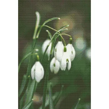 Diamantové malování Diamantové malování - Konvalinky Velikost: 40x60cm, Rámování: Pouze srolované plátno, Diamanty: Kulaté