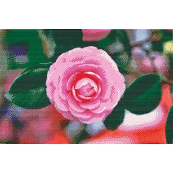 Diamantové malování Diamantové malování - Růžová kamélie Velikost: 40x60cm, Rámování: Pouze srolované plátno, Diamanty: Čtvercové