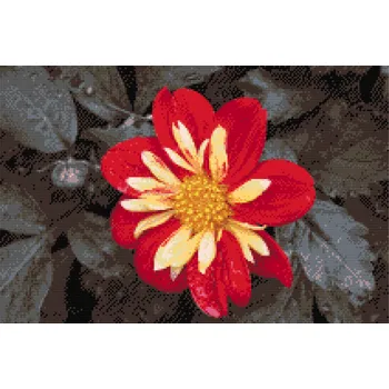 Diamantové malování Diamantové malování - Červený květ Velikost: 40x60cm, Rámování: Pouze srolované plátno, Diamanty: Kulaté