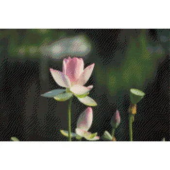 Diamantové malování Diamantové malování - Lotosový květ Velikost: 40x60cm, Rámování: Pouze srolované plátno, Diamanty: Kulaté