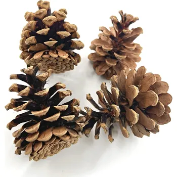 Vánoční dekorace Borovicová šiška 8-10 cm k výrobě dekorací