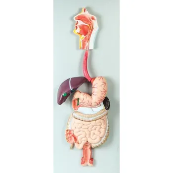 anatomický model Model trávícího systému