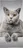 Detexpol Froté osuška 70 x 140 cm, šedá kočka