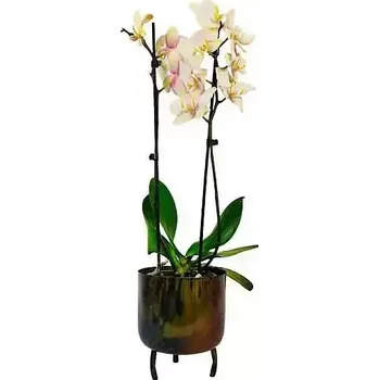 umělá květina Orchidej krémová v květináči