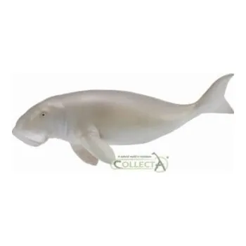 Diugoń przybrzeżny