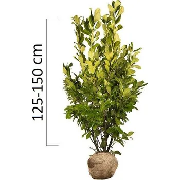 Sazenice Bobkovišeň obecná 'ROTUNDIFOLIA' 125-150cm, bal