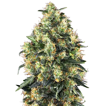 Semeno Sensi Seeds Super Skunk Auto Balení: 3ks
