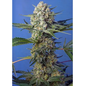 Semeno Sweet Seeds Crystal Candy F1 Fast Version Balení: 3+1ks