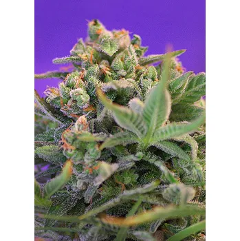 Semeno Sweet Seeds Sweet Cheese F1 Fast Version Balení: 5+2ks