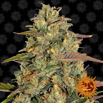 Semeno Barney's Farm Amnesia Lemon Balení: 10ks