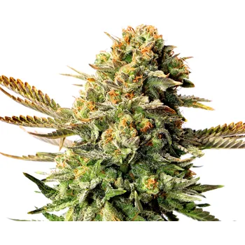 Semeno Kannabia Russian Doll Balení: 10ks