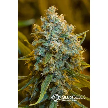 Semeno Silent Seeds Critical Jack Balení: 3ks