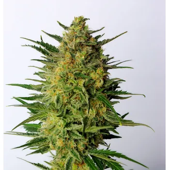 Semeno Kannabia Super AK Balení: 5ks