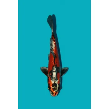 Krmivo pro rybičky Beni Kikokuryu ... JK 23SPS18723