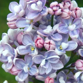 Sazenice ŠEŘÍK KEŘOVÝ ´PROFESOR HOSER´ kont. 2L