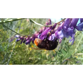 Semeno Biopásová směs semen pro podporu čmeláků