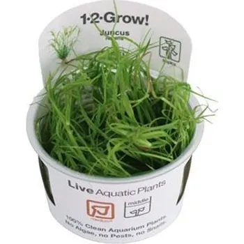 Dekorace do akvária Tropica Juncus repens invitro