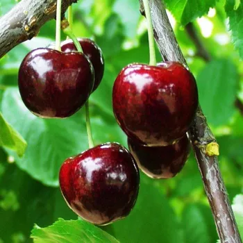 Sazenice Kukla, Trávníček Prunus avium Regina 100/150 cm