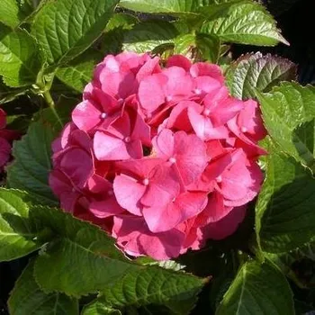 Sazenice Hydrangea macrophylla Masja (Sibylla) 30/40 cm