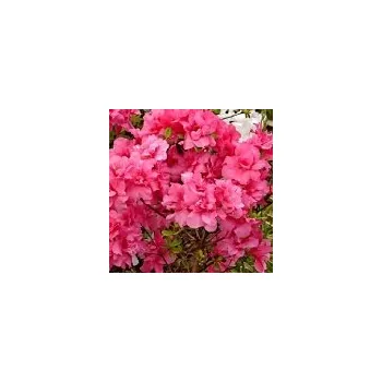 Sazenice Rhododendron obtusum Rokoko 20/30 cm